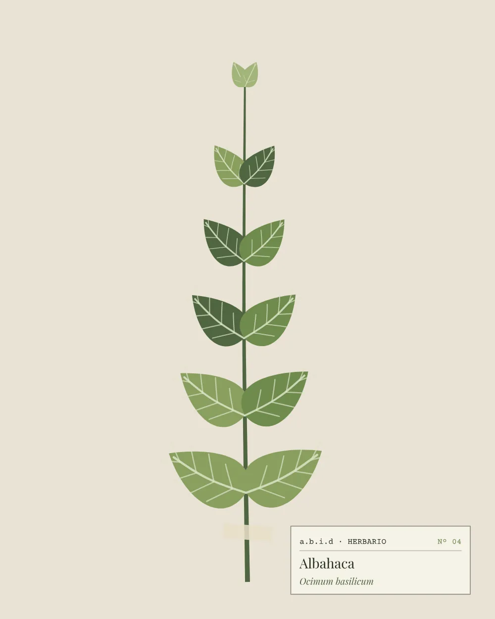 Ilustración de una rama de albahaca