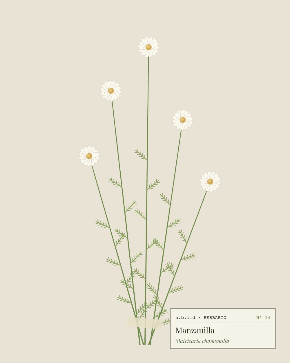 Ilustración de flores de manzanilla