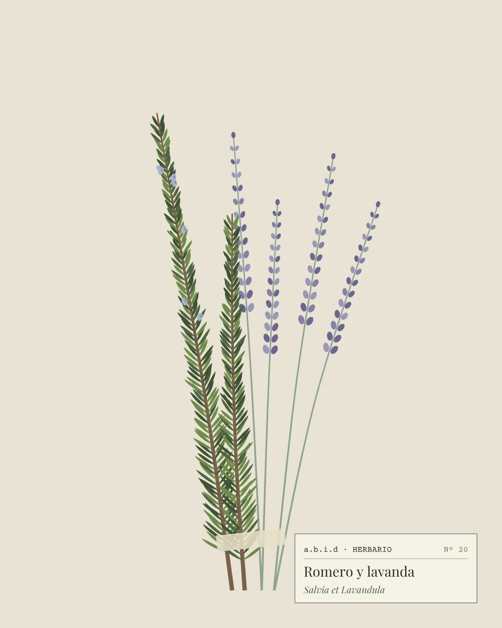 Ilustración de ramas de romero y lavanda